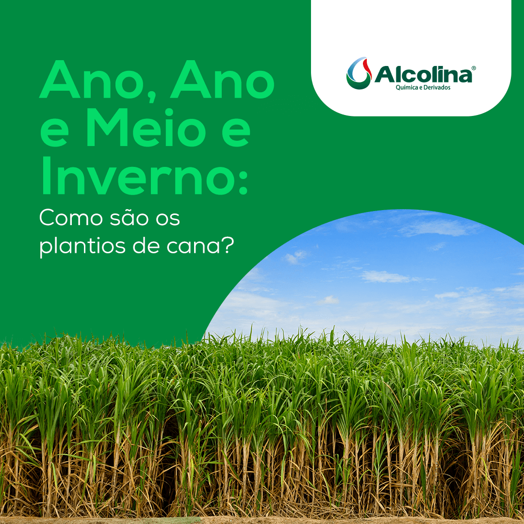 Ano, Ano e Meio e Inverno: como são os plantios de cana?